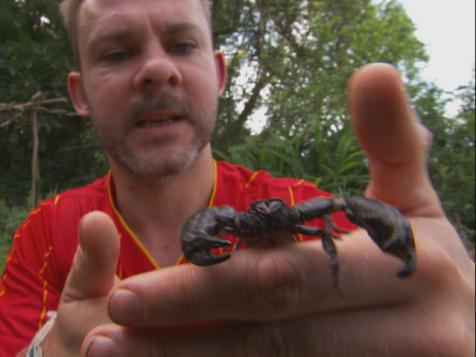 Finding a Scorpion in Vietnam