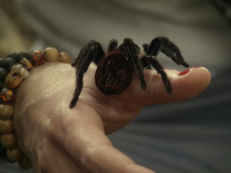 Animal Myth Busted: Tarantula