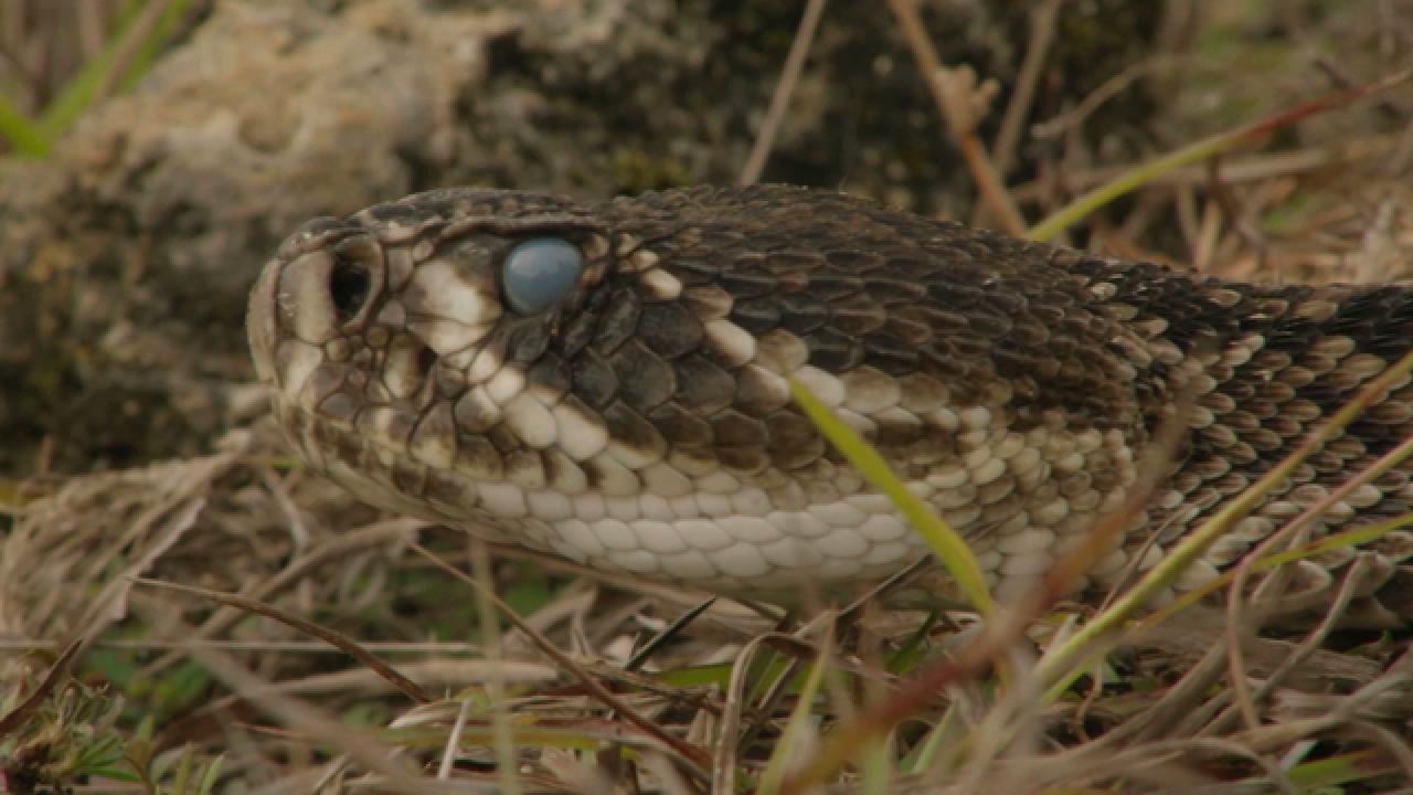 Animal Myth Busted: Diamondback Rattlesnake