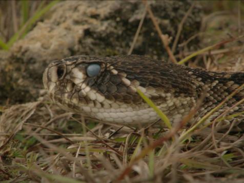 Animal Myth Busted: Diamondback Rattlesnake