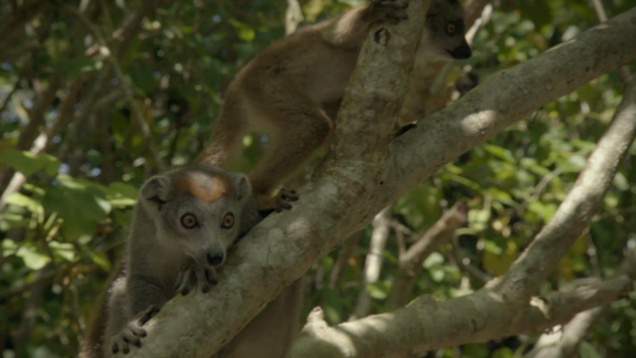 Animal Myth Busted: Lemur