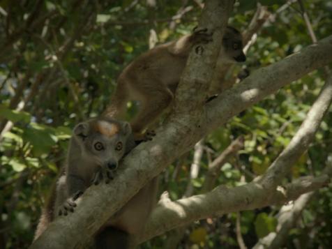 Animal Myth Busted: Lemur