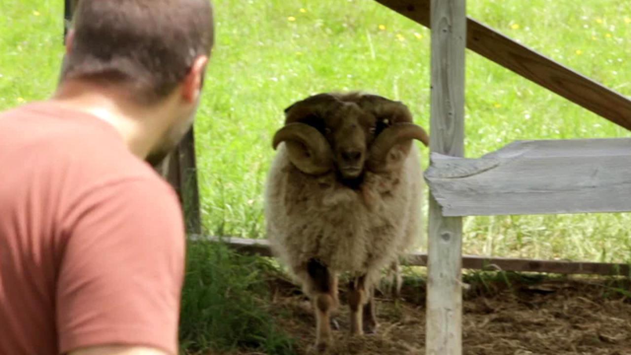 Anthony Carrino Tackles a Ram