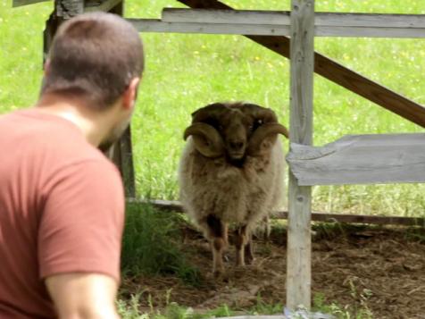 Anthony Carrino Tackles a Ram