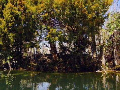 Manatees in Crystal River, FL