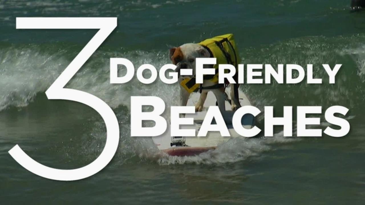 3 Dog-Friendly Beaches