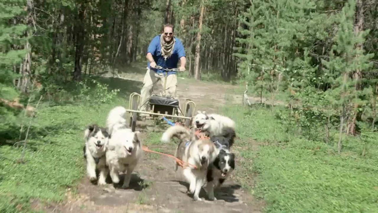 Dog Sledding in Siberia