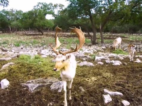 Texas-Style Safari