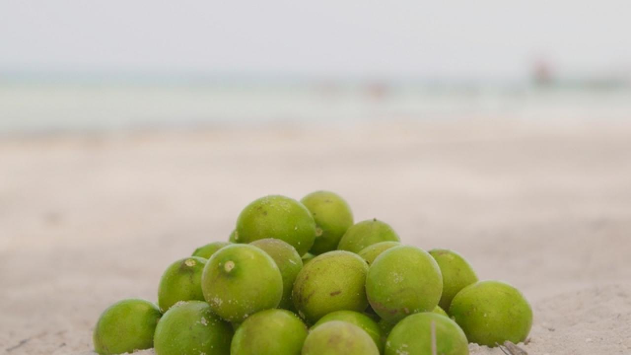 Key Limes in the Florida Keys