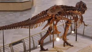 5 Amazing Dinosaur Museums