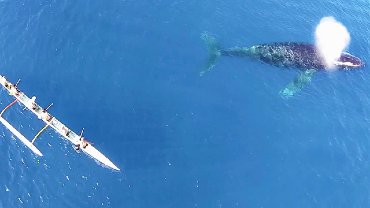 Whale Watching From a Canoe